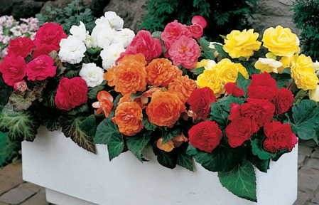 http://articulo.mercadolibre.cl/MLC-428323328-flores-begonias-mix-colores-semillas-seleccionadas-_JM