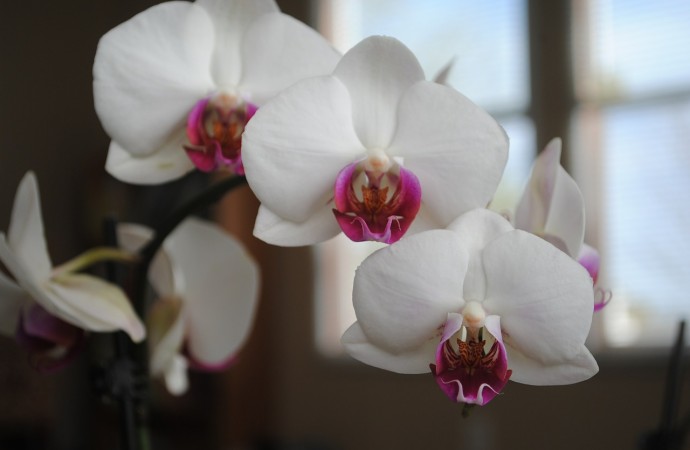 3 principios esenciales del Feng Shui