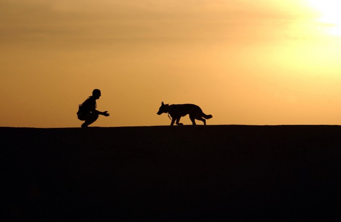 Películas emotivas de animales