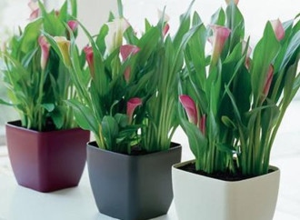 Como cuidar las plantas de interior