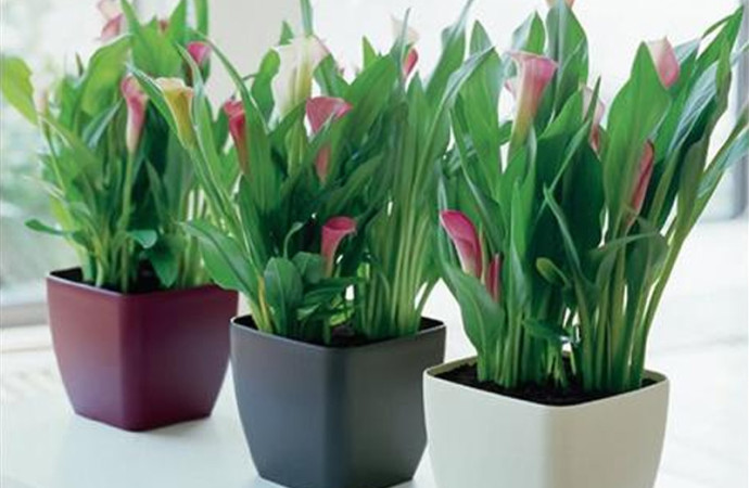 Como cuidar las plantas de interior